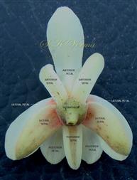  Flower (Lower view)-See Calyx and Corolla